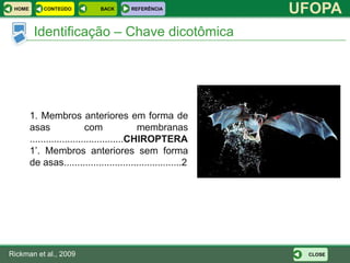 HOME       CONTEÚDO           BACK      REFERÊNCIA
                                                               UFOPA
         Identificação – Chave dicotômica




        1. Membros anteriores em forma de
        asas                com              membranas
        ...................................CHIROPTERA
        1’. Membros anteriores sem forma
        de asas............................................2




Rickman et al., 2009                                            CLOSE
 