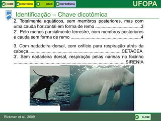HOME       CONTEÚDO            BACK       REFERÊNCIA
                                                                                                 UFOPA
         Identificação – Chave dicotômica
        2. Totalmente aquáticos, sem membros posteriores, mas com
        uma cauda horizontal em forma de remo .....................................3
        2’. Pelo menos parcialmente terrestre, com membros posteriores
        e cauda sem forma de remo .........................................................4
        3. Com nadadeira dorsal, com orifício para respiração atrás da
        cabeça............................................................................CETACEA
        3’. Sem nadadeira dorsal, respiração pelas narinas no focinho
        ...........................................................................................SIRENIA




Rickman et al., 2009                                                                                    CLOSE
 