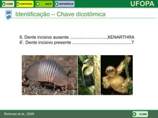 HOME     CONTEÚDO         BACK     REFERÊNCIA
                                                                                     UFOPA
        Identificação – Chave dicotômica


          6. Dente incisivo ausente ...............................XENARTHRA
          6’. Dente incisivo presente .................................................7




Rickman et al., 2009                                                                       CLOSE
 