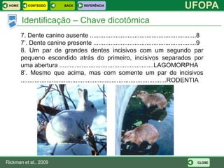 HOME      CONTEÚDO           BACK      REFERÊNCIA
                                                                                           UFOPA
        Identificação – Chave dicotômica
        7. Dente canino ausente ..............................................................8
        7’. Dente canino presente ............................................................9
        8. Um par de grandes dentes incisivos com um segundo par
        pequeno escondido atrás do primeiro, incisivos separados por
        uma abertura .......................................................LAGOMORPHA
        8’. Mesmo que acima, mas com somente um par de incisivos
        .....................................................................................RODENTIA




Rickman et al., 2009                                                                              CLOSE
 