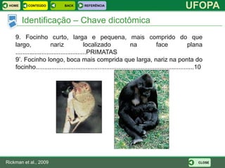 HOME     CONTEÚDO            BACK       REFERÊNCIA
                                                                                               UFOPA
        Identificação – Chave dicotômica
    9. Focinho curto, larga e pequena, mais comprido do que
    largo,              nariz              localizado             na             face              plana
    .........................................PRIMATAS
    9’. Focinho longo, boca mais comprida que larga, nariz na ponta do
    focinho............................................................................................10




Rickman et al., 2009                                                                                  CLOSE
 