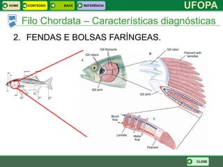HOME    CONTEÚDO   BACK   REFERÊNCIA
                                           UFOPA
       Filo Chordata – Características diagnósticas
 2. FENDAS E BOLSAS FARÍNGEAS.




                                              CLOSE
 