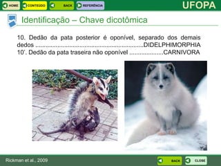 HOME     CONTEÚDO        BACK     REFERÊNCIA
                                                                                   UFOPA
        Identificação – Chave dicotômica
     10. Dedão da pata posterior é oponível, separado dos demais
     dedos ................................................................DIDELPHIMORPHIA
     10’. Dedão da pata traseira não oponível ....................CARNIVORA




Rickman et al., 2009                                                        BACK       CLOSE
 