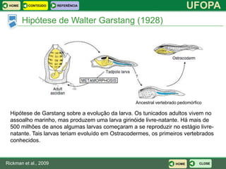 HOME     CONTEÚDO     REFERÊNCIA
                                                                            UFOPA
        Hipótese de Walter Garstang (1928)




                                                  Ancestral vertebrado pedomórfico

  Hipótese de Garstang sobre a evolução da larva. Os tunicados adultos vivem no
  assoalho marinho, mas produzem uma larva girinóide livre-natante. Há mais de
  500 milhões de anos algumas larvas começaram a se reproduzir no estágio livre-
  natante. Tais larvas teriam evoluído em Ostracodermes, os primeiros vertebrados
  conhecidos.



Rickman et al., 2009                                                 HOME       CLOSE
 