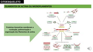 Aula- Citoesqueleto.pptx