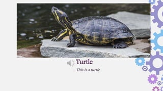 This is a turtle
Turtle
 