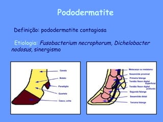 Pododermatite TRABALHO DE OVINOCAPRINOCULTURA DA FACULDADE | PPT
