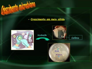 Crescimento microbiano -  Crescimento em meio sólido Colônia incubação 