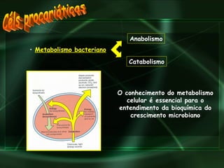 Céls procarióticas Metabolismo bacteriano   Anabolismo Catabolismo O conhecimento do metabolismo celular é essencial para o entendimento da bioquímica do crescimento microbiano 