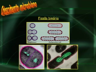 Fissão binária Crescimento microbiano 