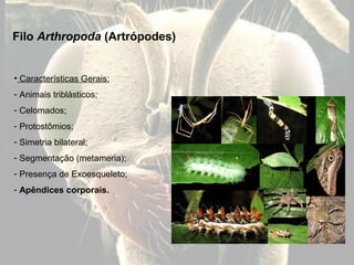 Filo Arthropoda (Artrópodes)
• Características Gerais:
- Animais triblásticos;
- Celomados;
- Protostômios;
- Simetria bil...