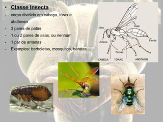 Tipos de desenvolvimento em insetos
AMETÁBOLO
(traça-de-livros)
HEMIMETÁBOLO
(gafanhoto)
Ninfa com asas em formação
HOLOME...