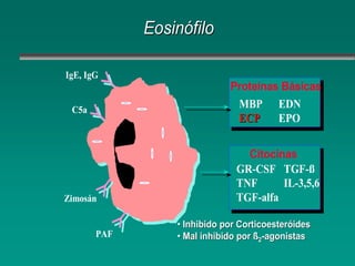 IgE, IgG
C5a
Zimosán
PAF
Proteínas Básicas
MBP
ECP
EDN
EPO
Citocinas
GR-CSF
TNF
TGF-alfa
TGF-ß
IL-3,5,6
•Inhibido por Corticoesteroides
•Mal inhibido por ß2-agonistas
Eosinófilo
Eosinófilo
Eosinófilo
IgE, IgG
C5a
Zimosán
PAF
Proteínas Básicas
MBP
ECP
ECP
EDN
EPO
Citocinas
GR-CSF
TNF
TGF-alfa
TGF-ß
IL-3,5,6
•
• Inhibido por
Inhibido por Corticoesteróides
Corticoesteróides
•
• Mal inhibido por ß
Mal inhibido por ß2
2-
-agonistas
agonistas
 