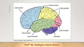 Sulco central
Sulco lateral
Lobo frontal Lobo parietal
Lobo temporal
Lobo occiptal
Cerebelo
Imagem: Brain diagram / Mysid ...