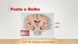 Ponte e Bulbo
Ponte
Bulbo
Imagem: Human Brain frontal / John A. Beal, PhD / Creative Commons Attribution 2.5 Generic
Profª...