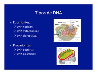 Tipos	
  de	
  DNA	
  
•  Eucariontes;	
  
Ø DNA	
  nuclear;	
  
Ø DNA	
  mitocondrial;	
  
Ø DNA	
  cloroplasto;	
  
•  Procariontes;	
  
Ø DNA	
  bacterial;	
  
Ø DNA	
  plasmidial;	
  
 
