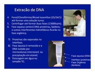 Extracão	
  de	
  DNA	
  
7)  Proteínas	
  são	
  separadas	
  na	
  
interfase;	
  
8)  Fase	
  aquosa	
  é	
  removida	
  e	
  o	
  
DNA	
  isolado	
  por	
  	
  
microcolunas	
  (microcon)	
  	
  ou	
  
precipitação	
  em	
  etanol;	
  
9)  Estocagem	
  em	
  água	
  ou	
  
tampão	
  TE;	
  
4.  Fenol/Clorofórmio/Álcool	
  isoamílico	
  (25/24/1)	
  
até	
  formar	
  uma	
  solução	
  turva;	
  
5.  Centrifugar	
  até	
  formar	
  duas	
  fases	
  (13000rpm);	
  
6.  Fase	
  aquosa	
  conterá	
  DNA-­‐proteínas,	
  lipídeos;	
  
e	
  outros	
  interferentes	
  hidrofóbicos	
  ﬁcarão	
  na	
  
fase	
  orgânica;	
  
Fase aquosa (DNA)
Interfase (proteínas)
Fase Orgânica
(lipídeos)
 