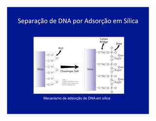 Separação	
  de	
  DNA	
  por	
  Adsorção	
  em	
  Sílica	
  
Mecanismo de adsorção de DNA em sílica
 