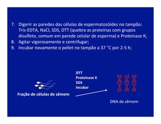 DTT	
  
Proteinase	
  K	
  
SDS	
  
Incubar	
  
Fração	
  de	
  células	
  de	
  sêmem	
  
7.  Digerir	
  as	
  paredes	
  das	
  células	
  de	
  espermatozóides	
  no	
  tampão:	
  
Tris-­‐EDTA,	
  NaCl,	
  SDS,	
  DTT	
  (quebra	
  as	
  proteínas	
  com	
  grupos	
  
disulfeto,	
  comum	
  em	
  parede	
  celular	
  de	
  esperma)	
  e	
  Proteinase	
  K;	
  
8.  Agitar	
  vigorosamente	
  e	
  centrifugar;	
  
9.  Incubar	
  novamente	
  o	
  pellet	
  no	
  tampão	
  a	
  37	
  °C	
  por	
  2-­‐5	
  h;	
  
DNA	
  de	
  sêmem	
  
 