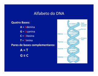 Alfabeto	
  do	
  DNA	
  
Quatro	
  Bases:	
  
	
   	
  A	
  =	
  Adenina	
  	
  
	
   	
  G	
  =	
  Guanina	
  	
  
	
   	
  C	
  =	
  Citosina	
  	
  
	
   	
  T	
  =	
  Timina	
  
Pares	
  de	
  bases	
  complementares:	
  
	
   	
  A	
  =	
  T	
  
	
   	
  G	
  ≡	
  C	
  
 