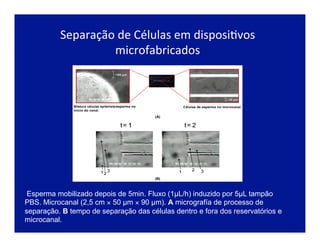 Separação	
  de	
  Células	
  em	
  disposiJvos	
  
microfabricados	
  
Esperma mobilizado depois de 5min. Fluxo (1µL/h) induzido por 5µL tampão
PBS. Microcanal (2,5 cm × 50 µm × 90 µm). A micrografía de processo de
separação. B tempo de separação das células dentro e fora dos reservatórios e
microcanal.
 