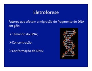 Eletroforese	
  
Fatores	
  que	
  afetam	
  a	
  migração	
  de	
  fragmento	
  de	
  DNA	
  
em	
  géis:	
  
Ø Tamanho	
  do	
  DNA;	
  
	
  
Ø Concentração;	
  
	
  
Ø Conformação	
  do	
  DNA;	
  
 
