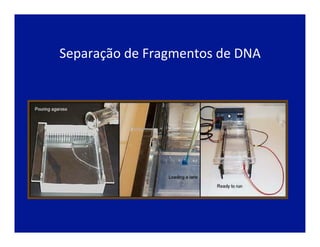 Separação	
  de	
  Fragmentos	
  de	
  DNA	
  
 