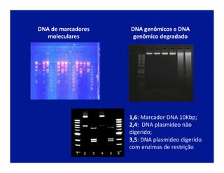 DNA	
  de	
  marcadores	
  
moleculares	
  
DNA	
  genômicos	
  e	
  DNA	
  
genômico	
  degradado	
  
1,6:	
  Marcador	
  DNA	
  10Kbp;	
  
2,4:	
  	
  DNA	
  plasmideo	
  não	
  
digerido;	
  
3,5:	
  DNA	
  plasmideo	
  digerido	
  
com	
  enzimas	
  de	
  restrição	
  
 