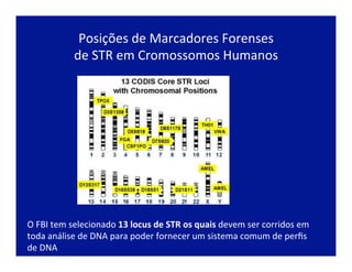 Posições	
  de	
  Marcadores	
  Forenses	
  
de	
  STR	
  em	
  Cromossomos	
  Humanos	
  
O	
  FBI	
  tem	
  selecionado	
  13	
  locus	
  de	
  STR	
  os	
  quais	
  devem	
  ser	
  corridos	
  em	
  
toda	
  análise	
  de	
  DNA	
  para	
  poder	
  fornecer	
  um	
  sistema	
  comum	
  de	
  perﬁs	
  
de	
  DNA	
  
 