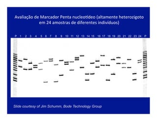 Slide courtesy of Jim Schumm, Bode Technology Group
P 1 2 3 4 5 6 7 8 9 10 11 12 13 14 15 16 17 18 19 20 21 22 23 24 P
Avaliação	
  de	
  Marcador	
  Penta	
  nucleoLdeo	
  (altamente	
  heterozigoto	
  
em	
  24	
  amostras	
  de	
  diferentes	
  indivíduos)	
  
 