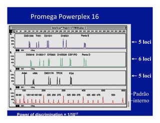 Promega	
  Powerplex	
  16	
  
← 5 loci
← 6 loci
← 5 loci
← Padrão
← interno
Power of discrimination = 1/1017
 