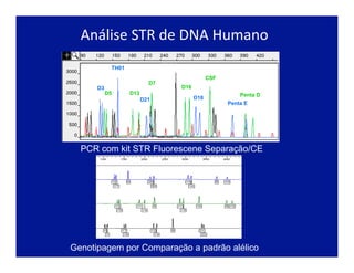 AMEL
D3
TH01 TPOX
Penta D
Penta E
FGAD21 D18
CSF
D16
D7
D13D5
VWA D8
PCR com kit STR Fluorescene Separação/CE
Análise	
  STR	
  de	
  DNA	
  Humano	
  
Genotipagem por Comparação a padrão alélico
 