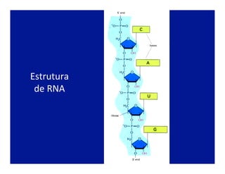 Estrutura	
  
de	
  RNA	
  
 