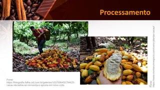 5
Processamento
Fonte:
https://fotografia.folha.uol.com.br/galerias/1637006455794625-
cacau-da-bahia-se-reinventa-e-aposta-em-novo-ciclo
Fonte:
https://www.montarumnegocio.com/como-plantar-cacau/
 