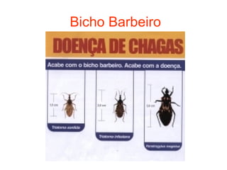Bicho Barbeiro 