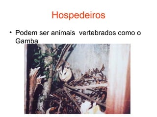 Hospedeiros Podem ser animais  vertebrados como o Gamba 