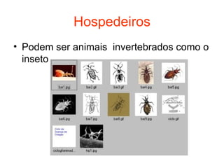 Hospedeiros Podem ser animais  invertebrados como o inseto  