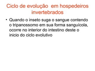 Ciclo de evolução  em hospedeiros invertebrados Quando o inseto suga o sangue contendo o tripanossomo em sua forma sanguícola, ocorre no interior do intestino deste o inicio do ciclo evolutivo 