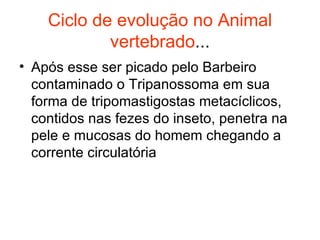 Ciclo de evolução no Animal vertebrado ... Após esse ser picado pelo Barbeiro contaminado o Tripanossoma em sua forma de tripomastigostas metacíclicos, contidos nas fezes do inseto, penetra na pele e mucosas do homem chegando a corrente circulatória 