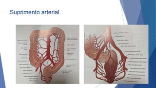 Suprimento arterial
10
 
