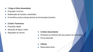  1.Cego e Cólon Ascendente
 Propulsão 1cm/hora
 Reabsorção de líquidos e electrólitos
 A microflora produz energia através da fermentação (butirato)
 2.Cólon Transverso
 Propulsão rápida
 Absorção de água e sódio
 Regulação do volume  3.Cólon descendente
 Armazena os resíduos até que possam ser excretados
 Pouca absorção
 4.Recto
 Reservatório fecal 14
 