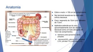 Anatomia
 Cólon e recto :≈ 150 cm de comprimento
 Íleo terminal esvazia-se no ceco pelo
orifício ileocecal.
 Ceco: segmento de 10cm com diâmetro
de 7,5cm.
 Apêndice estende-se do ceco,
aproximadamente 3cm da válvula
ileocecal como um tubo alongado (8-
10cm de comprimento).
 Apêndice pode apresentar várias
posições:
 retrocecal 65%, pélvica 31%, subcecal
2,3%, pré-ileal 1% e retro-ileal 0,4%.
6
 