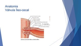 Anatomia
Válvula Íleo-cecal
7
 