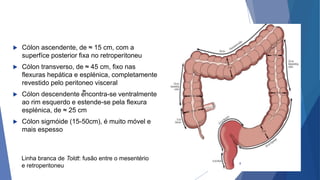  Cólon ascendente, de ≈ 15 cm, com a
superfíce posterior fixa no retroperitoneu
 Cólon transverso, de ≈ 45 cm, fixo nas
flexuras hepática e esplénica, completamente
revestido pelo peritoneo visceral
 Cólon descendente encontra-se ventralmente
ao rim esquerdo e estende-se pela flexura
esplénica, de ≈ 25 cm
 Cólon sigmóide (15-50cm), é muito móvel e
mais espesso
Linha branca de Toldt: fusão entre o mesentério
e retroperitoneu
≈
8
 