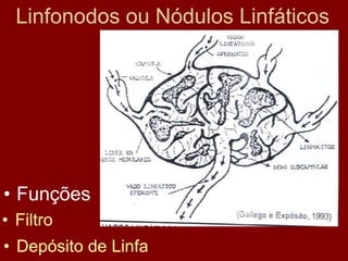 Linfonodos ou Nódulos Linfáticos
• Funções
• Filtro
• Depósito de Linfa
 