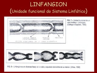 LINFANGION
(Unidade funcional do Sistema Linfático)
 