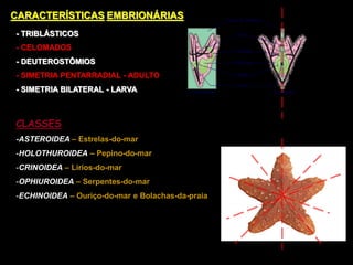 CARACTERÍSTICAS EMBRIONÁRIAS
- TRIBLÁSTICOS
- CELOMADOS
- DEUTEROSTÔMIOS
- SIMETRIA PENTARRADIAL - ADULTO
- SIMETRIA BILATERAL - LARVA
CLASSES
-ASTEROIDEA – Estrelas-do-mar
-HOLOTHUROIDEA – Pepino-do-mar
-CRINOIDEA – Lírios-do-mar
-OPHIUROIDEA – Serpentes-do-mar
-ECHINOIDEA – Ouriço-do-mar e Bolachas-da-praia
 