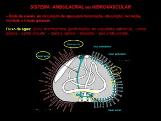 SISTEMA AMBULACRAL ou HIDROVASCULAR
– Rede de canais de circulação de água para locomoção, circulação, excreção,
nutrição e trocas gasosas
Fluxo de água: placa madrepórica (perfurações no esqueleto calcáreo) - canal
pétreo - canal circular - canais radiais - ampolas - pés ambulacrais.
 