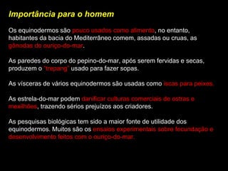 Importância para o homem
Os equinodermos são pouco usados como alimento, no entanto,
habitantes da bacia do Mediterrâneo comem, assadas ou cruas, as
gônodas do ouriço-do-mar.
As paredes do corpo do pepino-do-mar, após serem fervidas e secas,
produzem o “trepang” usado para fazer sopas.
As vísceras de vários equinodermos são usadas como iscas para peixes.
As estrela-do-mar podem danificar culturas comerciais de ostras e
mexilhões, trazendo sérios prejuízos aos criadores.
As pesquisas biológicas tem sido a maior fonte de utilidade dos
equinodermos. Muitos são os ensaios experimentais sobre fecundação e
desenvolvimento feitos com o ouriço-do-mar.
 