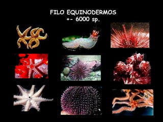 FILO EQUINODERMOS
+- 6000 sp.
 
